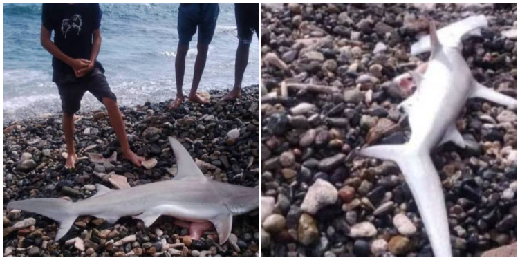Tiburón de 1,70 metros avistado cerca de bañistas en Playa Siboney, Santiago de Cuba