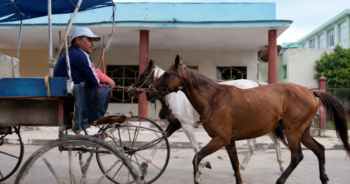 Caballos robados a acróbatas en Colón: se ofrece recompensa