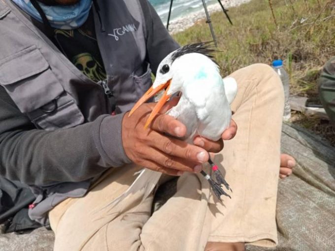 Investigación con GPS en aves marinas: un avance científico que no resuelve la crisis ambiental en Cuba