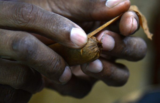Sonalys Peña Linares: 40 años de destreza en la producción del mejor habano cubano